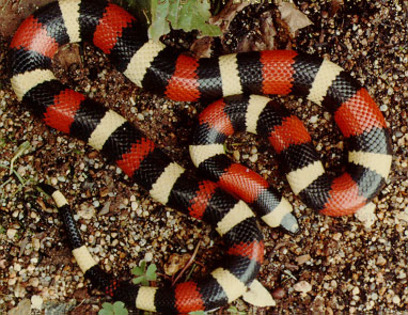 milksnake-sarpele-de-lapte--203 - Animale