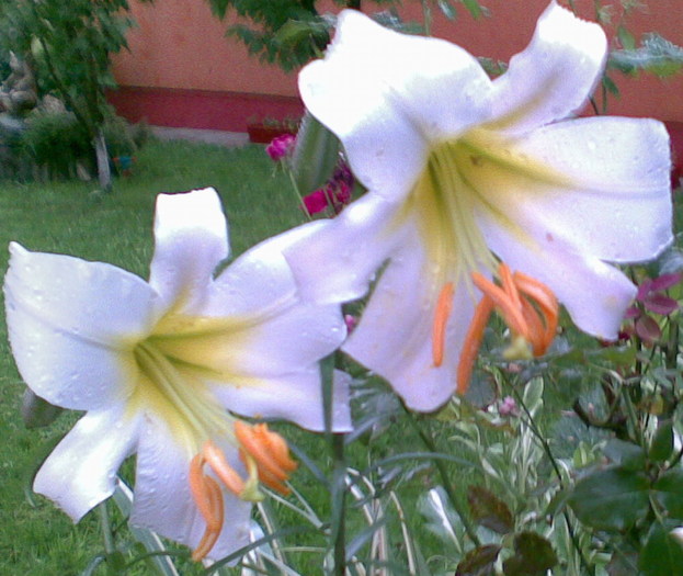 regele si regina crinilor - CRIN-hemerocallis