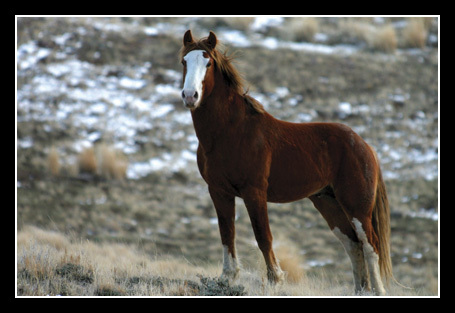 mustang-1