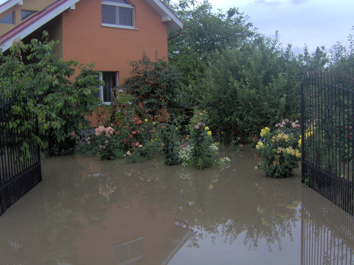 inundatii 22.06.2010; apa este la nivelul coroanei pomilor
