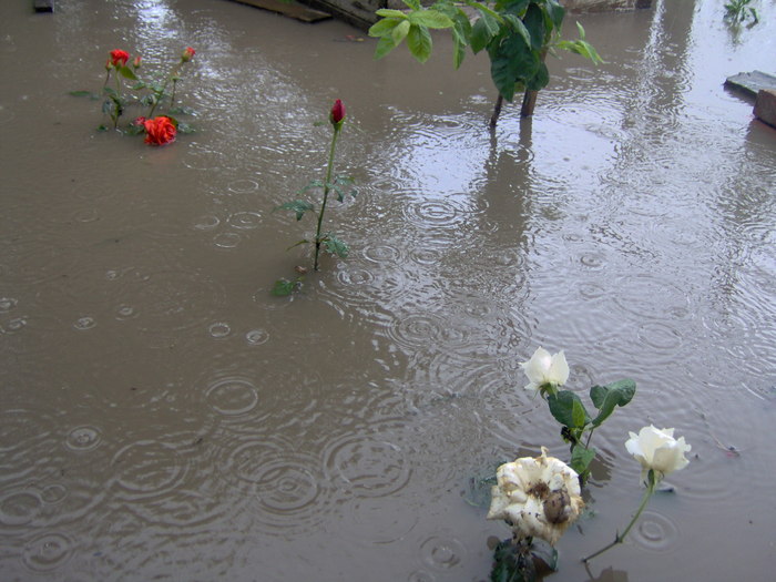 inundatii - 22.06.2010 016