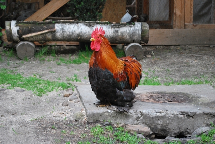 DSC_0746_1 - Cochinchina pitic