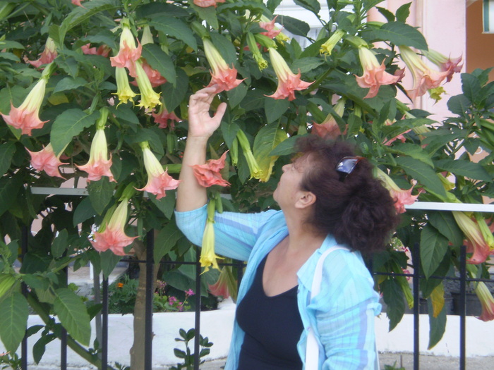P1010603DATURA ROZ