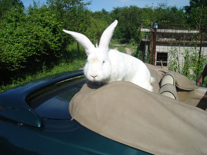 Urias alb - Colaborator