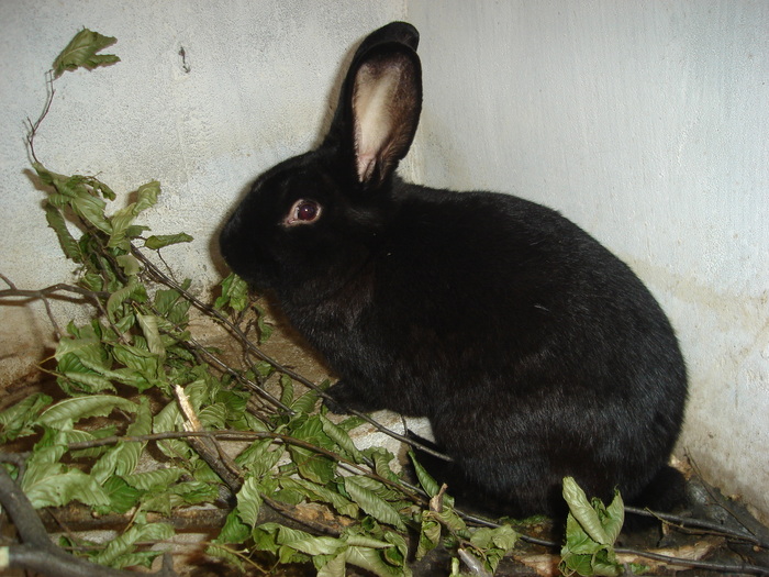 Negru vienez - 06 - Ferma iepuri Moreni