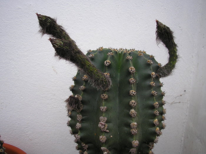 cactus - L-flori din curte