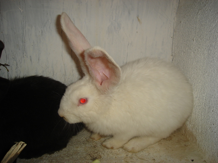 Pui urias alb si pui negru vienez - 06 - Ferma iepuri Moreni
