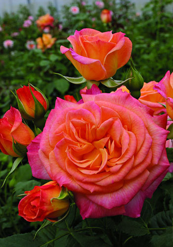 Gartenspass 1
