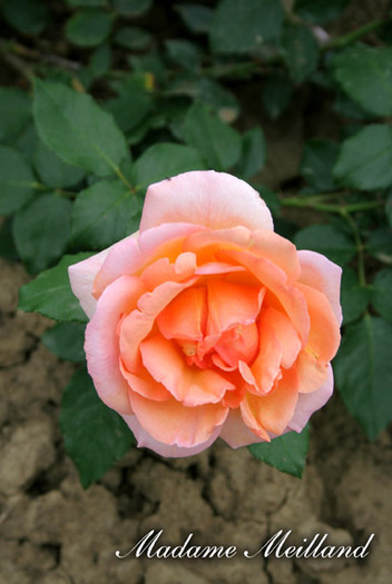 Madamme Meilland