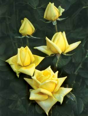 Lemon 1