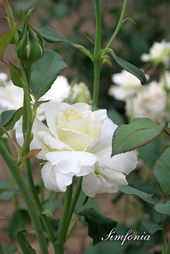 simfonia