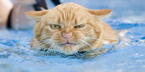 mad-cat-swimming