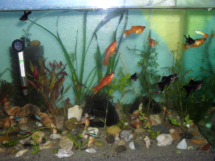 25-06-2010 - animalutele si acvariul