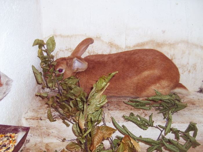 Iepure de burgundia (burgunder) - 07 - Ferma iepuri Moreni
