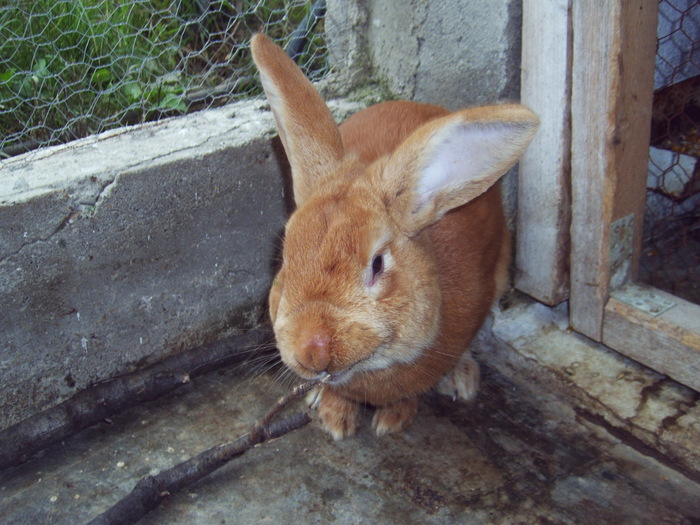 Iepure de burgundia (burgunder)