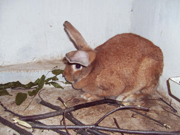 Iepure de burgundia (burgunder) - 07 - Ferma iepuri Moreni