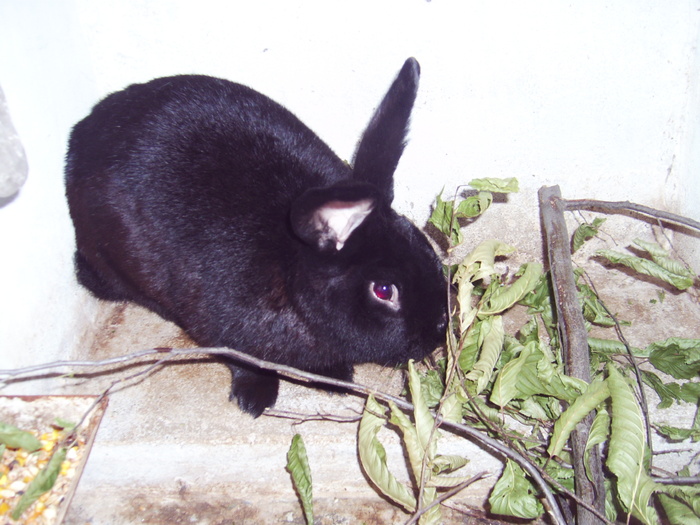 Negru vienez - 07 - Ferma iepuri Moreni