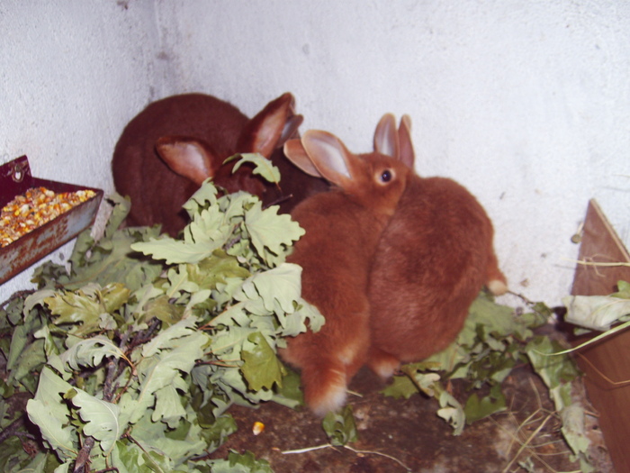 Neozeelandez rosu si pui - 07 - Ferma iepuri Moreni