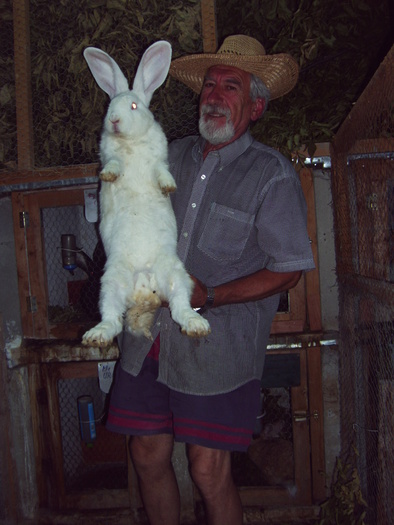 Urias alb - Colaborator - 07 - Ferma iepuri Moreni