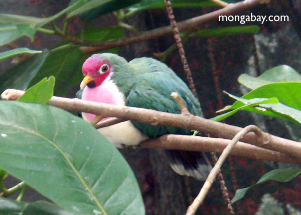 Marianas_fruit_dove-3