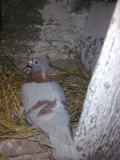 Imagine0242; campionu janssen si hermes imi vine primul tot timpul,de oriunde.Am curaj sa-l lansez din anglia.VIN
