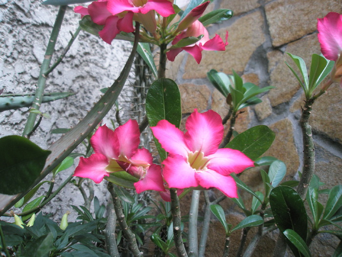 Adenium obesum - planta cu flori