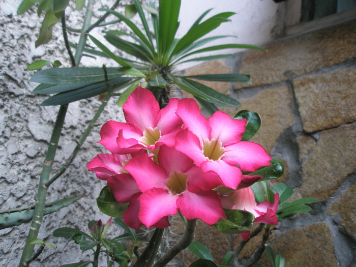 Adenum obesum - flori - Adenium