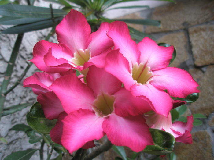 Adenium obesum - grup de flori - Adenium