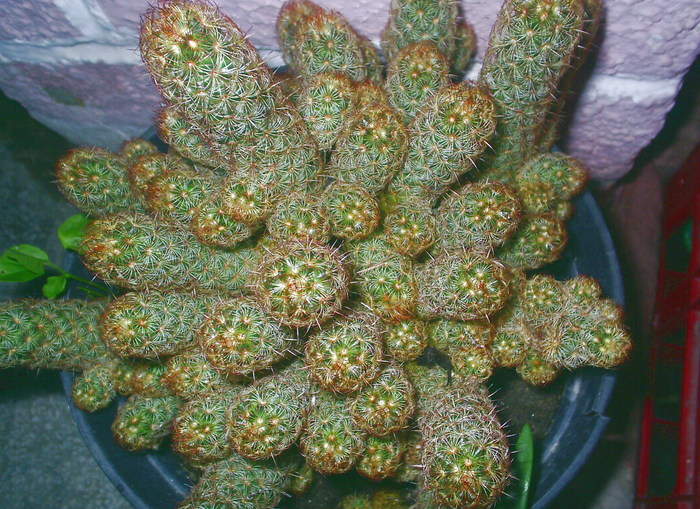 Mammillaria elongata - cactusi -nu le mai am