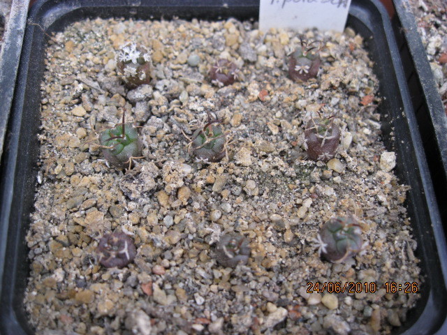 Turbinicarpus polaschii 2009; Turbinicarpus polaschii 2009
