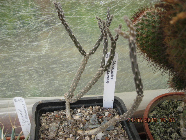 Pterocactus tuberosus - Opuntia-Tephrocactus