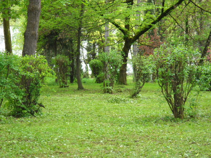 ...poiana de leurda(usturoi salbatec)