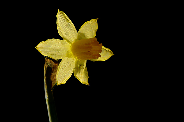 dsc05290-narcisa-backlight - flori