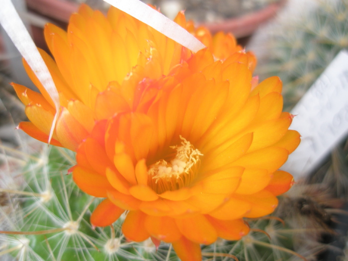 Parodia weberiana - flori