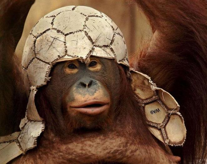 poze-haioase-poze-animale-haioase-maimute-chimpanzeu-fotbal - imagini haioase