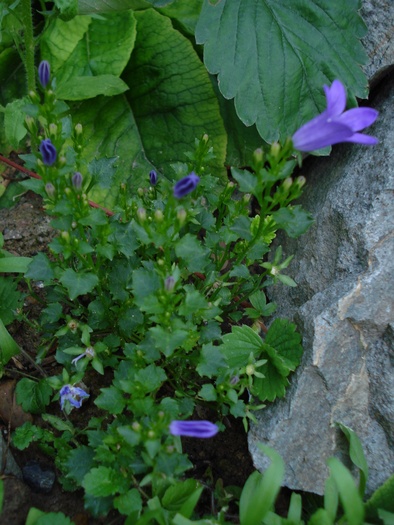 Campanula portenschlagiana