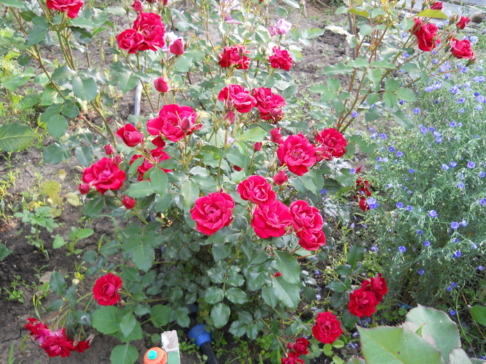 trandafir - 4  Flori vara 2010
