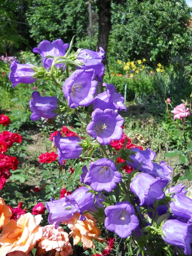 campanula medium-clopotei - 4  Flori vara 2010