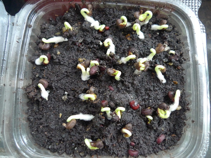 Hibiscus sabdariffa - Semanaturi - plante juvenile