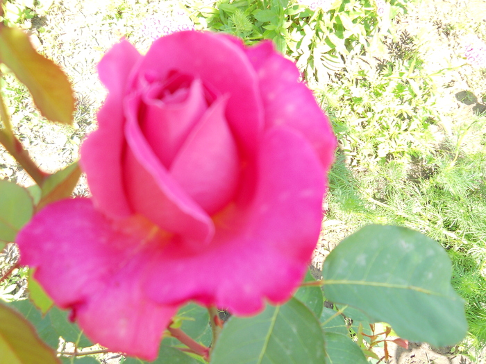 trandafir - 4  Flori vara 2010