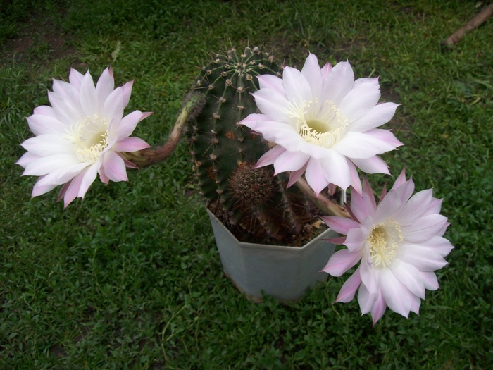 100_5795 - flori de cactus