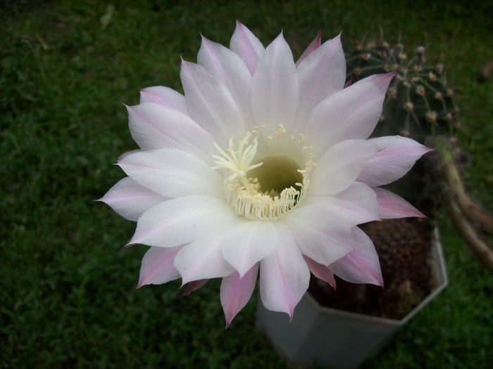 100_5797 - flori de cactus