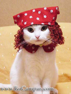 Cat_fashion_