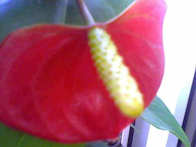 HDJARUDGUREYXOCBQSQ - anthurium