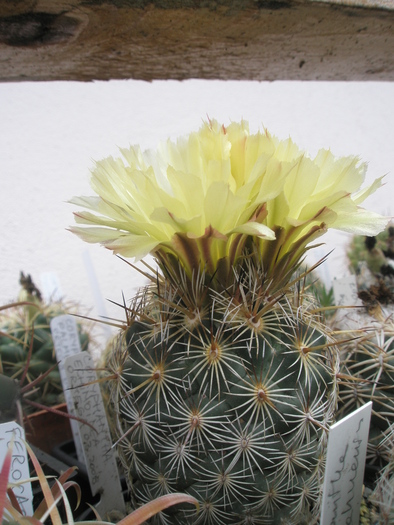 Coryphantha echinoidea - 26.06 - Coryphantha