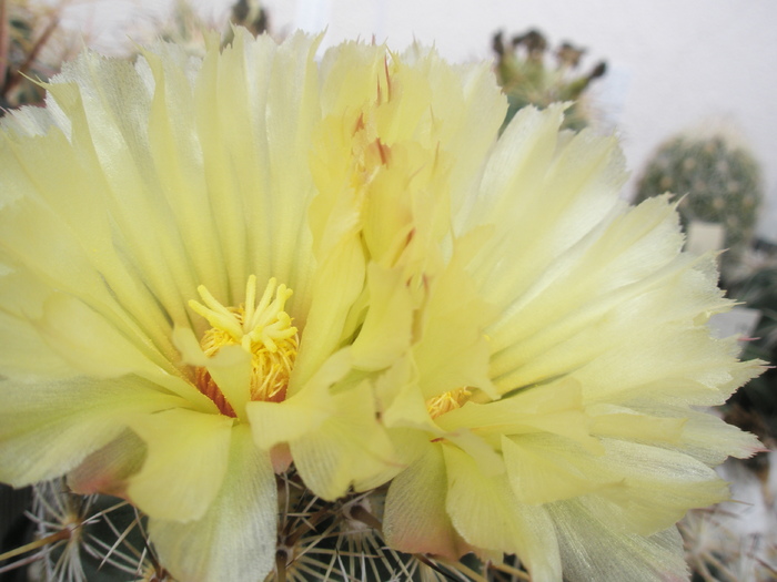 Coryphantha echinoidea - flori - Coryphantha