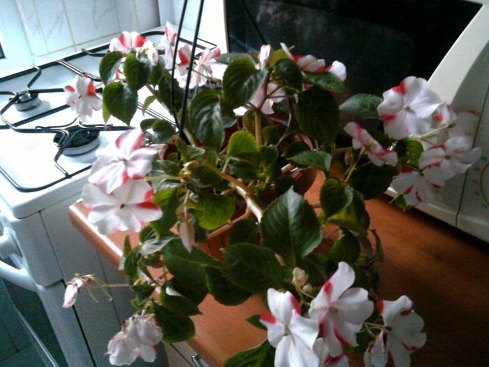 15888914_DJDEPHKFX - impatiens