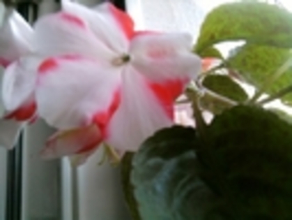 15888918_PPVVOFWNK - impatiens