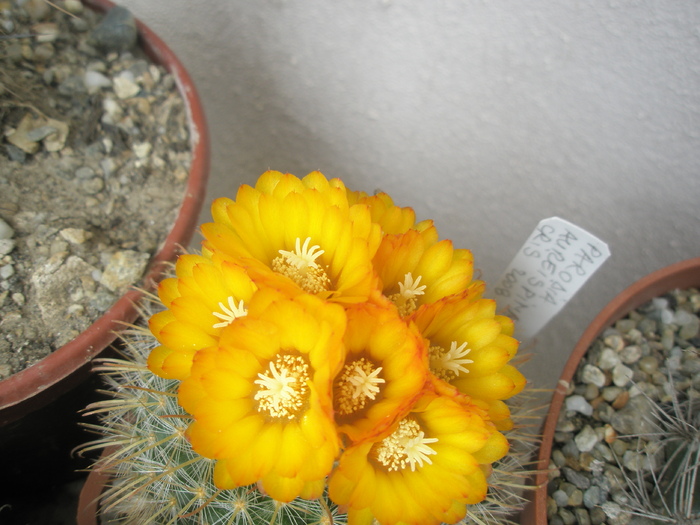 Parodia aureispina - 26.06