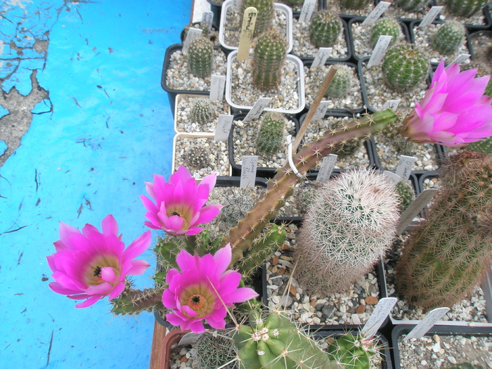 Echinocereus - 26.06 - Echinocereus